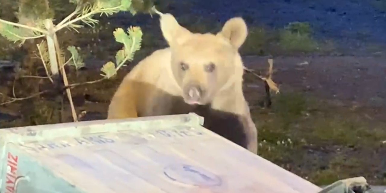 Erzincan’da bozayı çöp konteynerlerinde yiyecek ararken görüldü