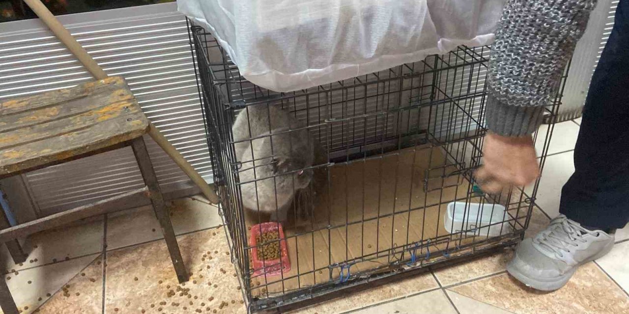 Kolilerin arkasında sıkışan kedi kurtarıldı