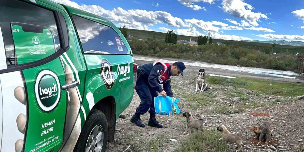 Ağrı’da sokak hayvanları unutulmadı