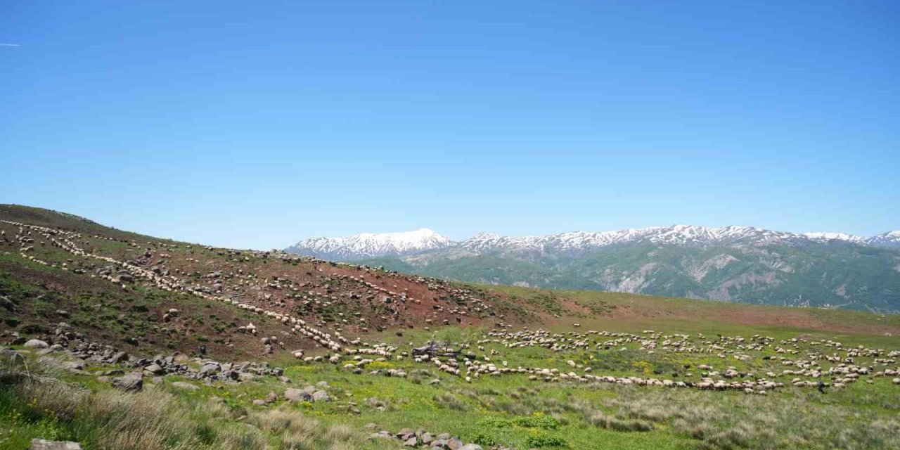 Şenyayla çocuk ve kuzularla şenlendi