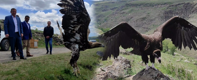 Kars’ta yaban hayvanları doğaya salındı