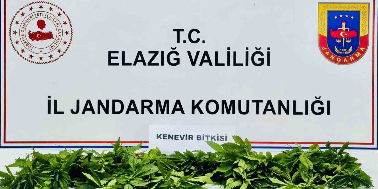 Elazığ’da 158 kök kenevir ele geçirildi