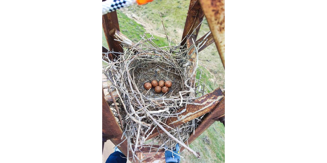 VEDAŞ ekiplerinin kuş yuvası hassasiyeti