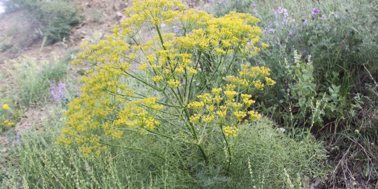 Çakşır Otu Projesi ödül aldı