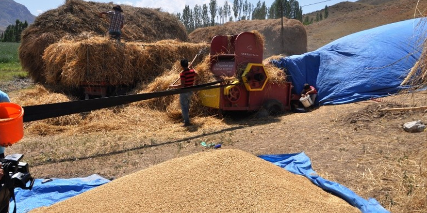 Ülke genelinde olduğu gibi, Kars’ta da tahıl üretimi azaldı