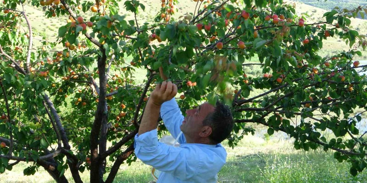 Erkenci kayısıda hasat zamanı