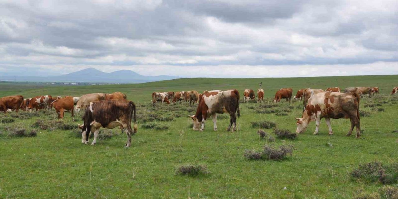 Kars’ta uzmanlardan kurban seçimi uyarısı