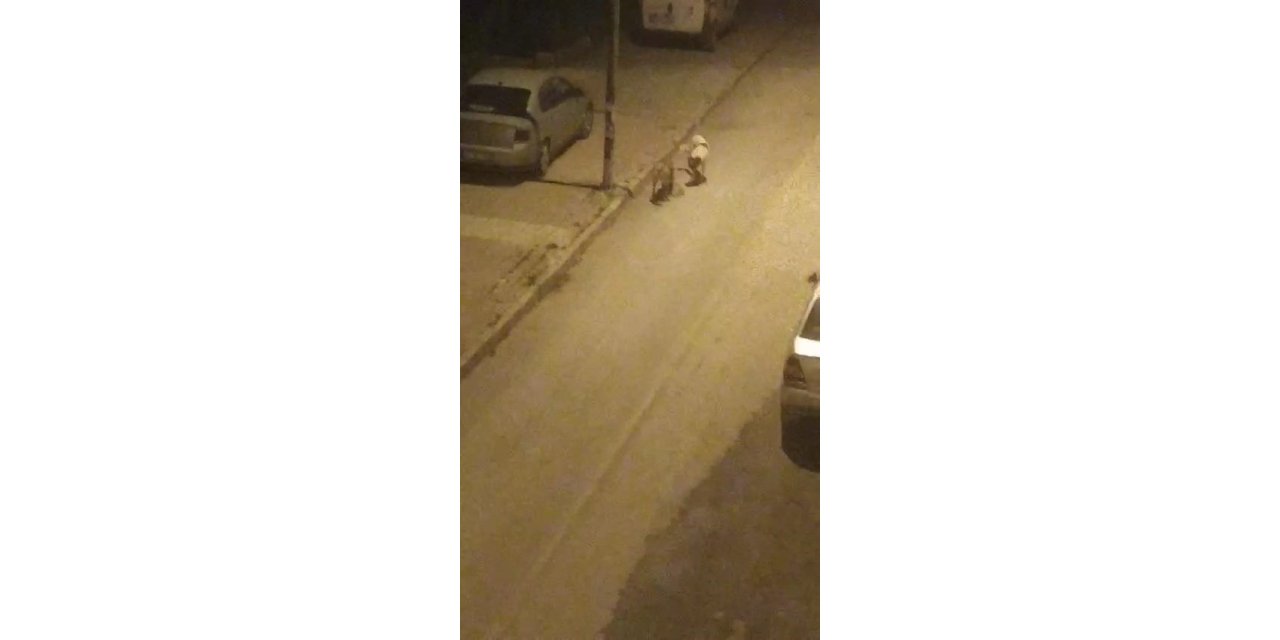 Elazığ’da sokak köpekleri kediyi parçaladı