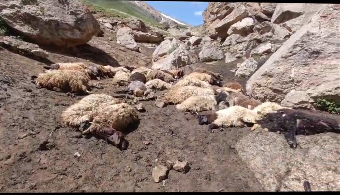 Başkale’de sürüye kurtlar saldırdı, 74 koyun telef oldu
