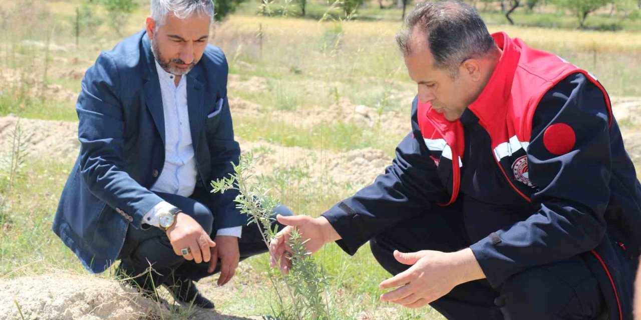 Elazığ’da dikimi yapılan ‘Amerikan Tuz Çalısı’  başarılı oldu