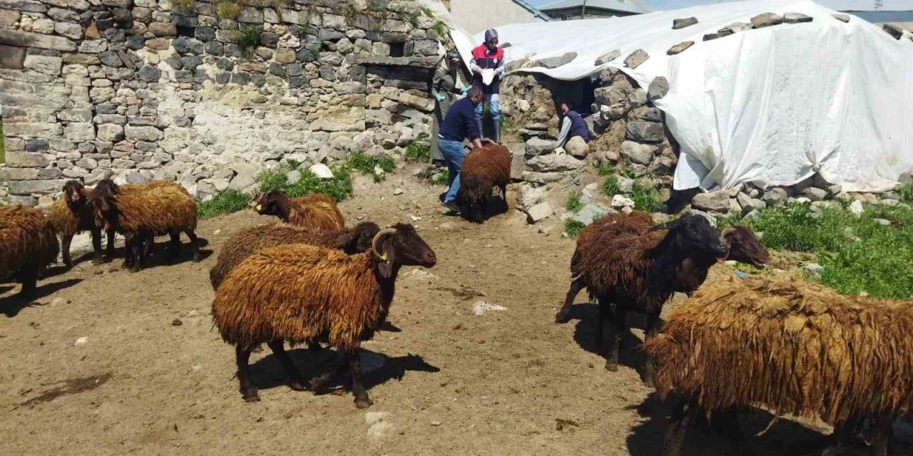 Ağrı’da çiftçilere hibe desteği