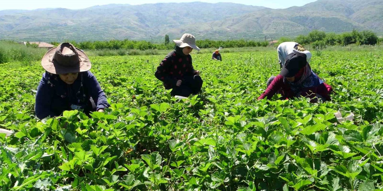 Malatya’da “kırmızı elmas’ hasadı başladı