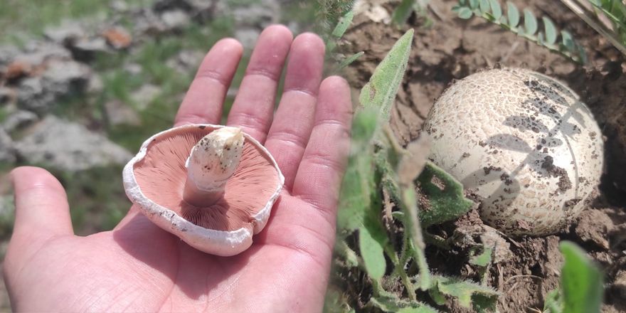 Kars'ta yağışların ardından mantar bereketi