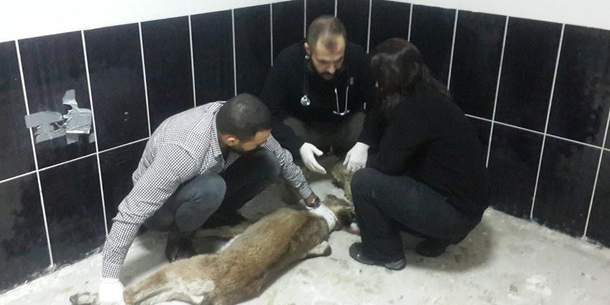 Kayalıktan düşen yavru yaban keçisi ve dereye düşen köpek, tedavi altına alındı