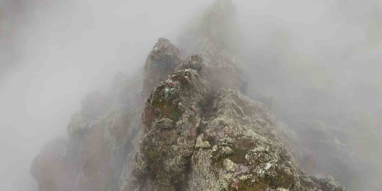 Sis bulutlarının ardındaki kayalıkları mesken tutan dağ keçileri mest etti