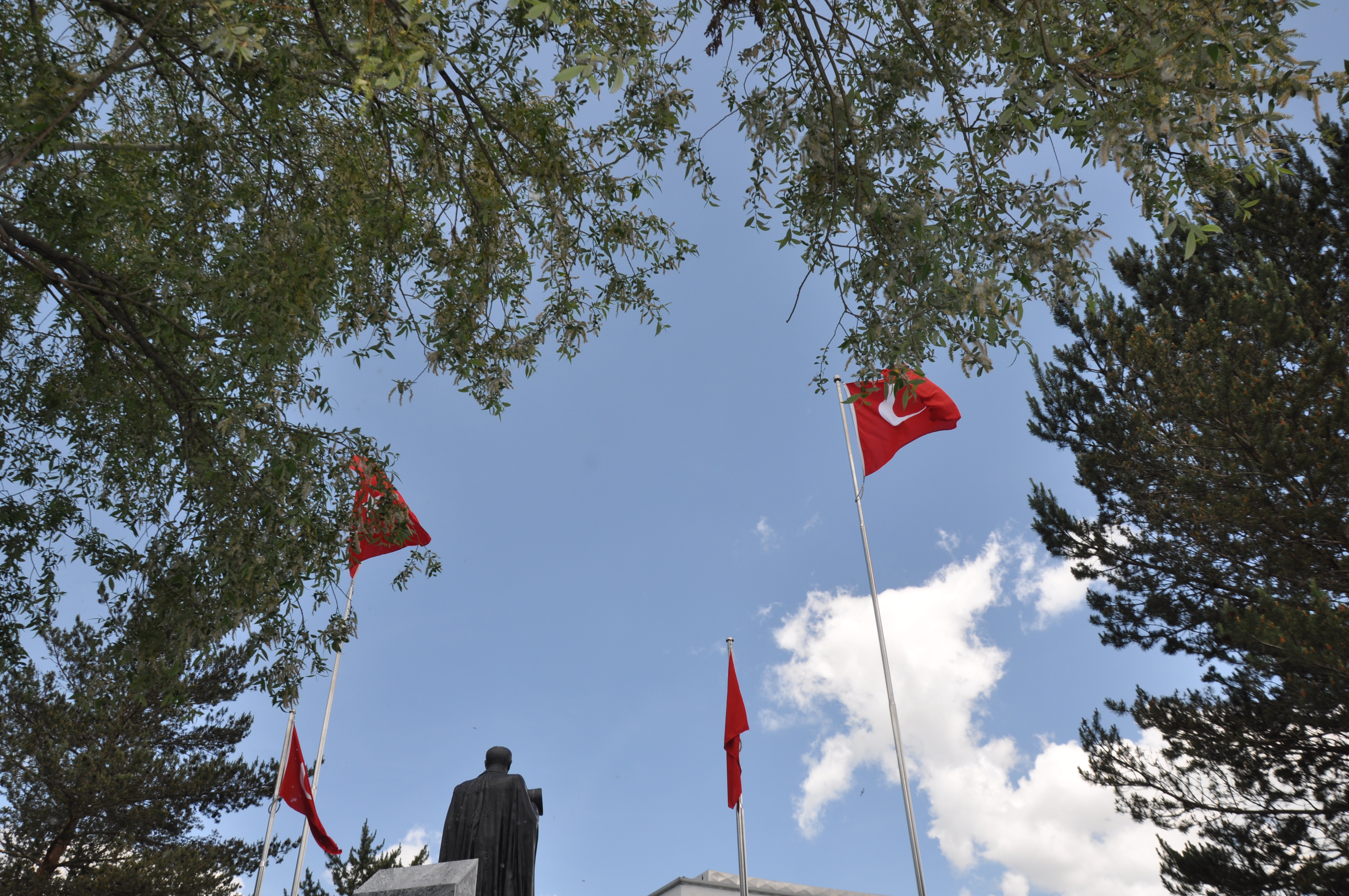 Kars'ta polenli ağaçlar vatandaşları rahatsız ediyor