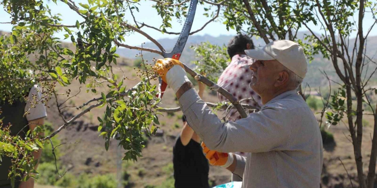 Genç’te menengiç ağaçlarına aşılama yapıldı