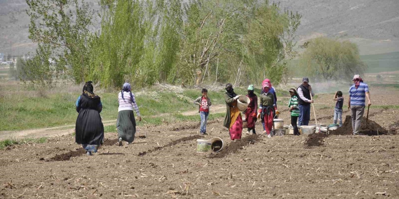 Mevsimlik tarım işçileri tarlalarda rızıklarını çıkarıyor