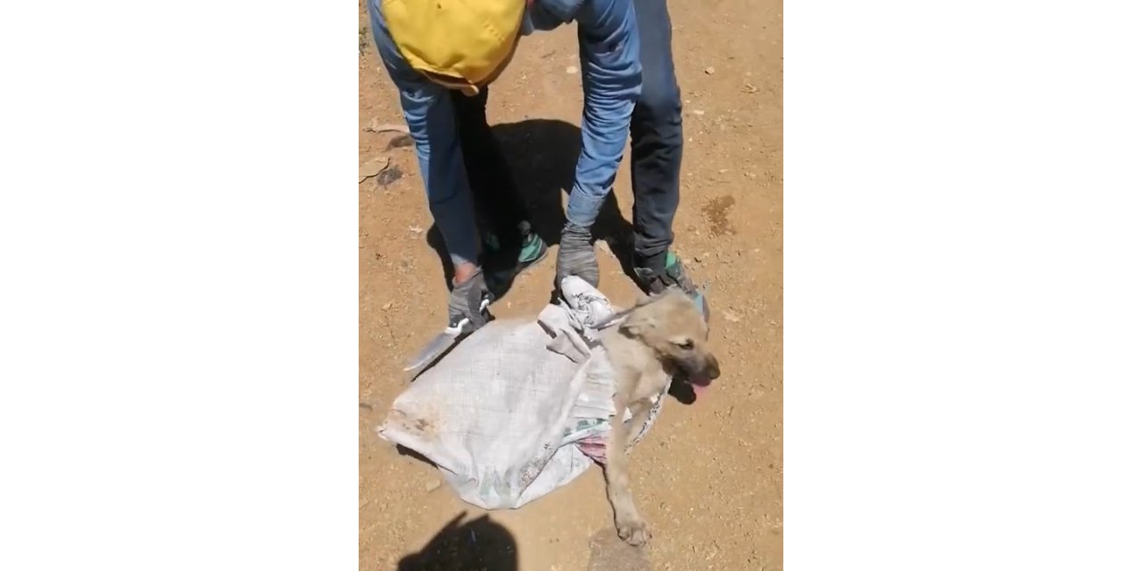 Elazığ’da çuvala konulan köpek ölüme terk edildi