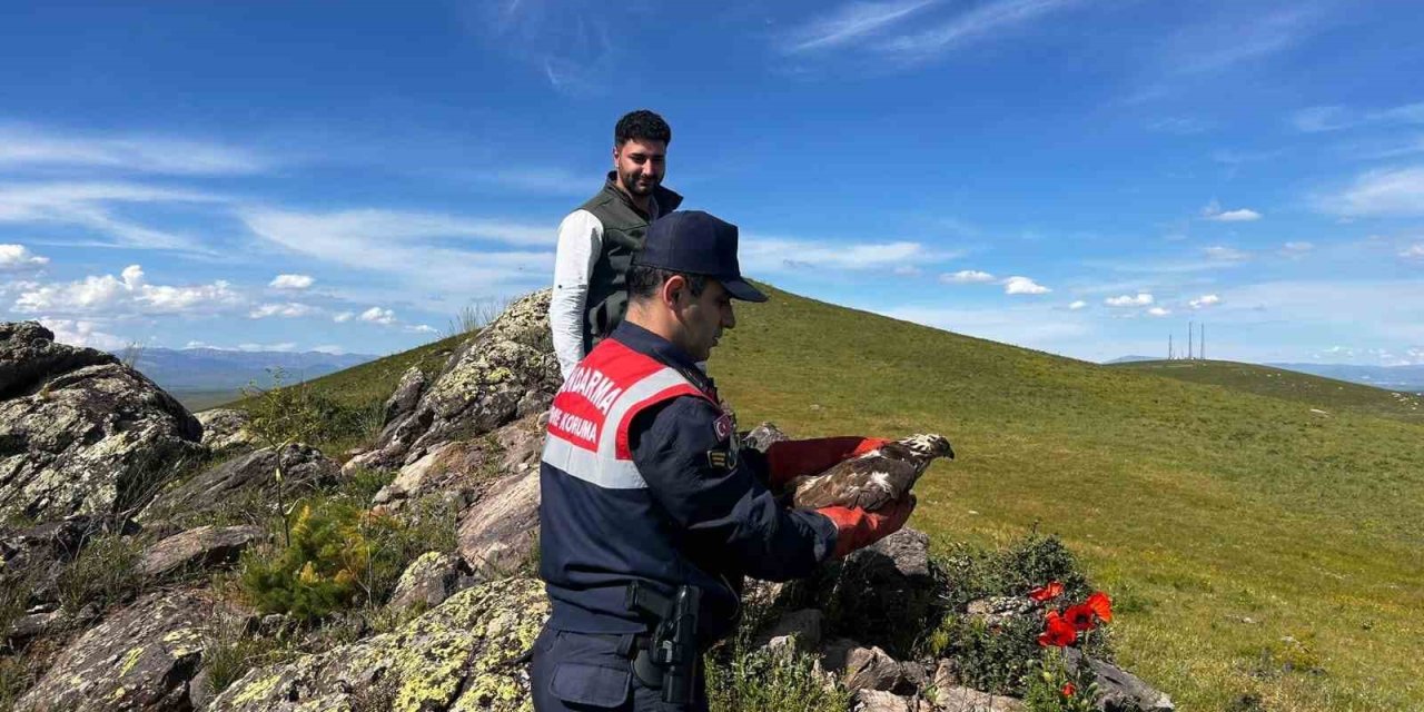 Ağrı’da tedavisi yapılan şahin doğaya salındı