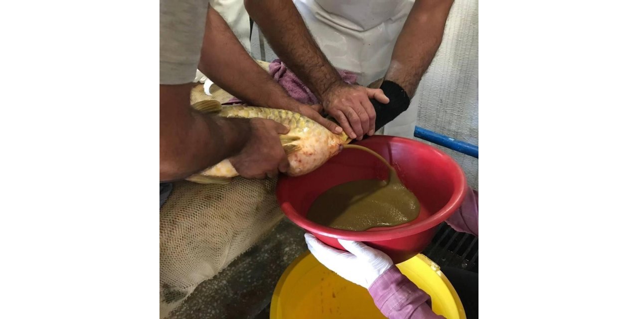 Elazığ’da yılın ilk sazan balığı yumurta sağımı gerçekleştirildi