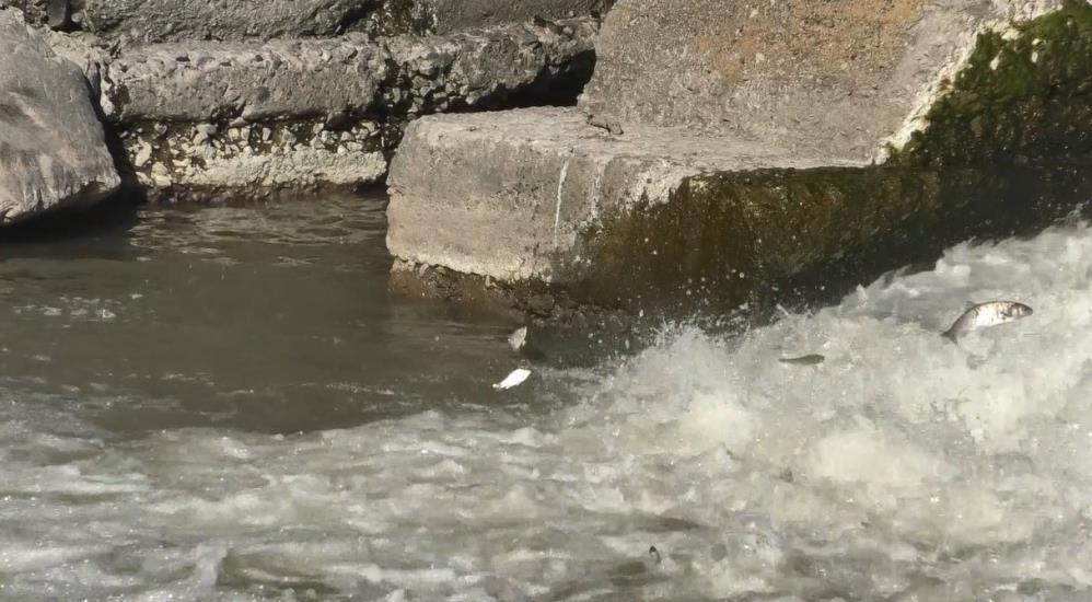 Kars’ta balıkların ‘ölüm’ göçü