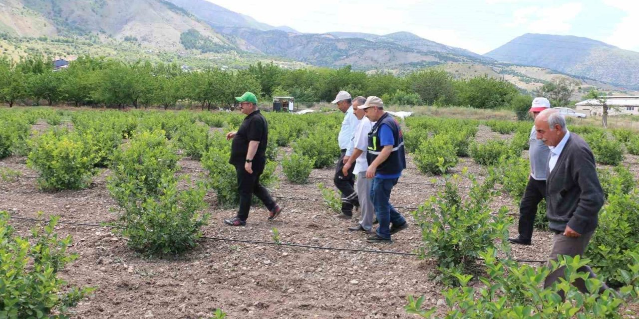 Aronya Erzincan’ı sevdi