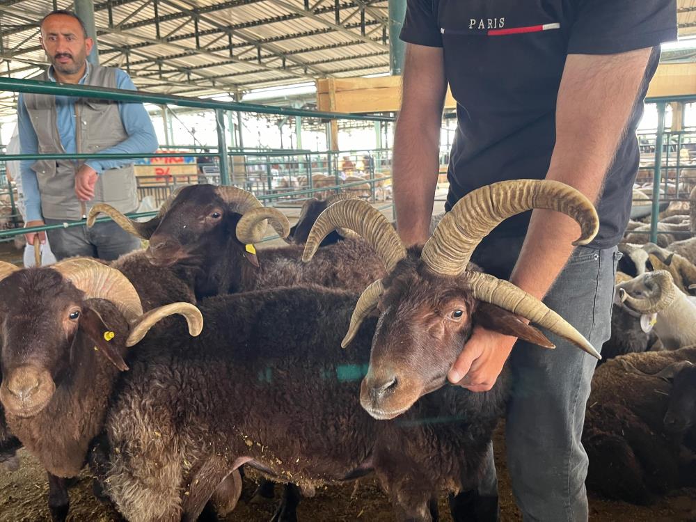 Kars'ın koçu Eskişehir'de ilgi odağı oldu