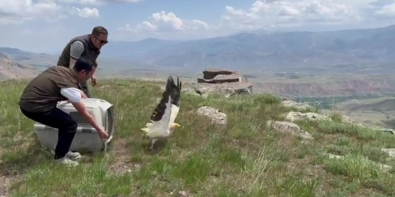 Kars’ta yavru akbaba doğaya bırakıldı