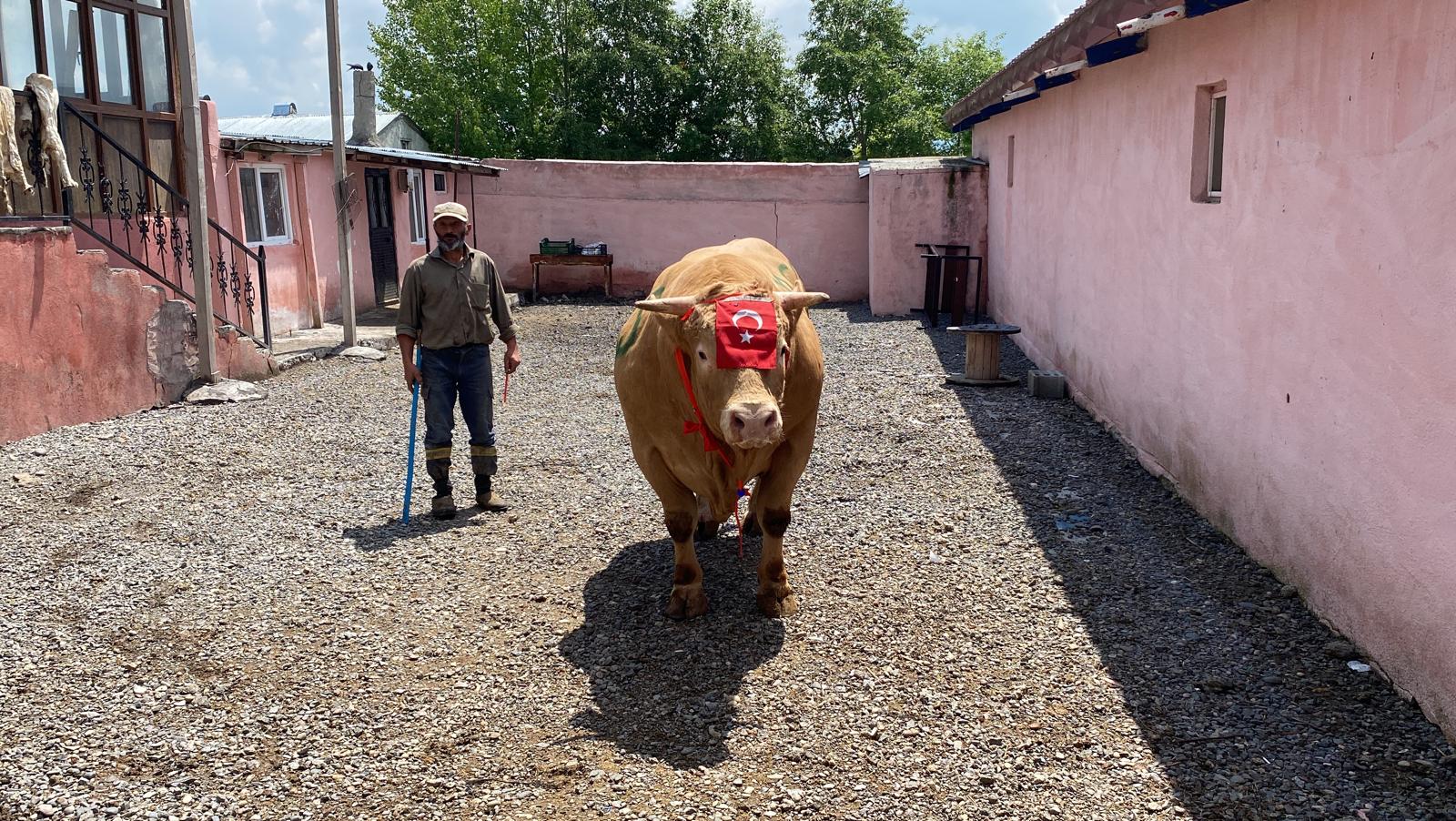 “Şah Murat” isimli boğa 300 bin liraya satıldı