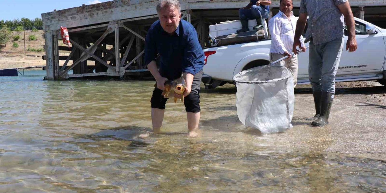 Sağma işlemlerinin ardından anaç balıklar göle bırakıldı