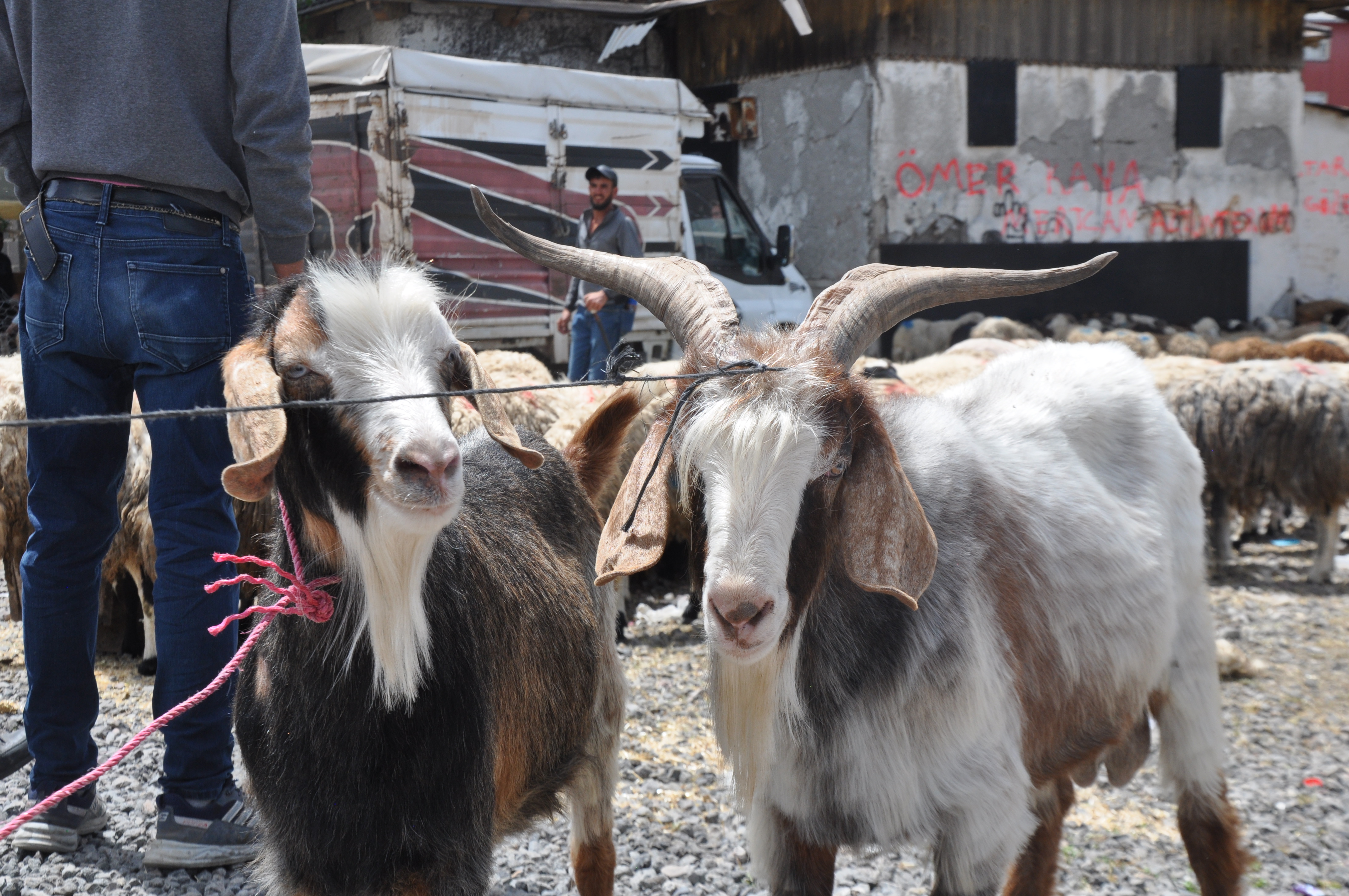 Kars’ta Canlı Hayvan Pazarında arefe yoğunluğu yaşanıyor