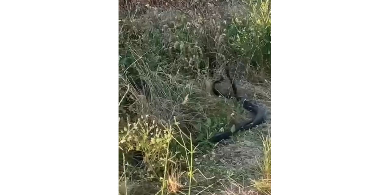 Yılanların çiftleşme dansı kamerada