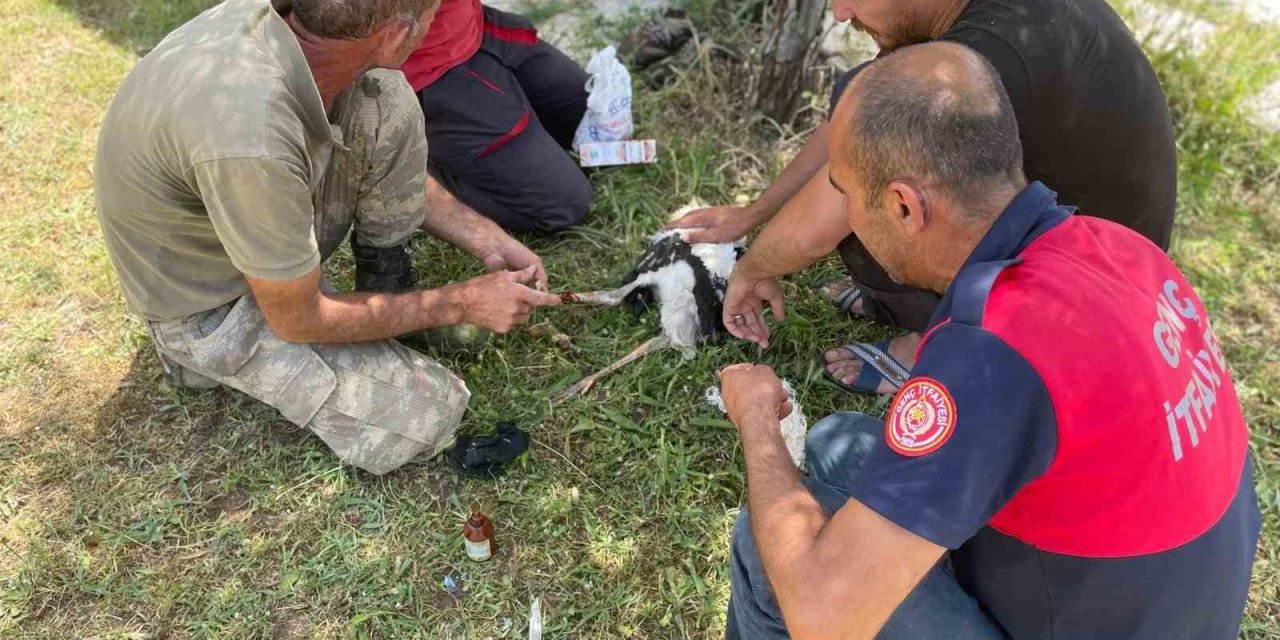 Yuvadan düşen yavru leyleklerin imdadına itfaiye ekipleri yetişti