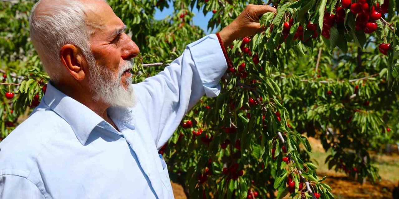 Medeniyetler beşiği 5 bin yıllık Harput’ta erken kiraz hasadı