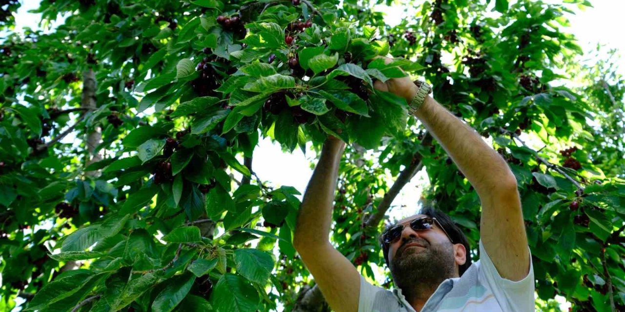 Erzincan’da dalları bastı kiraz