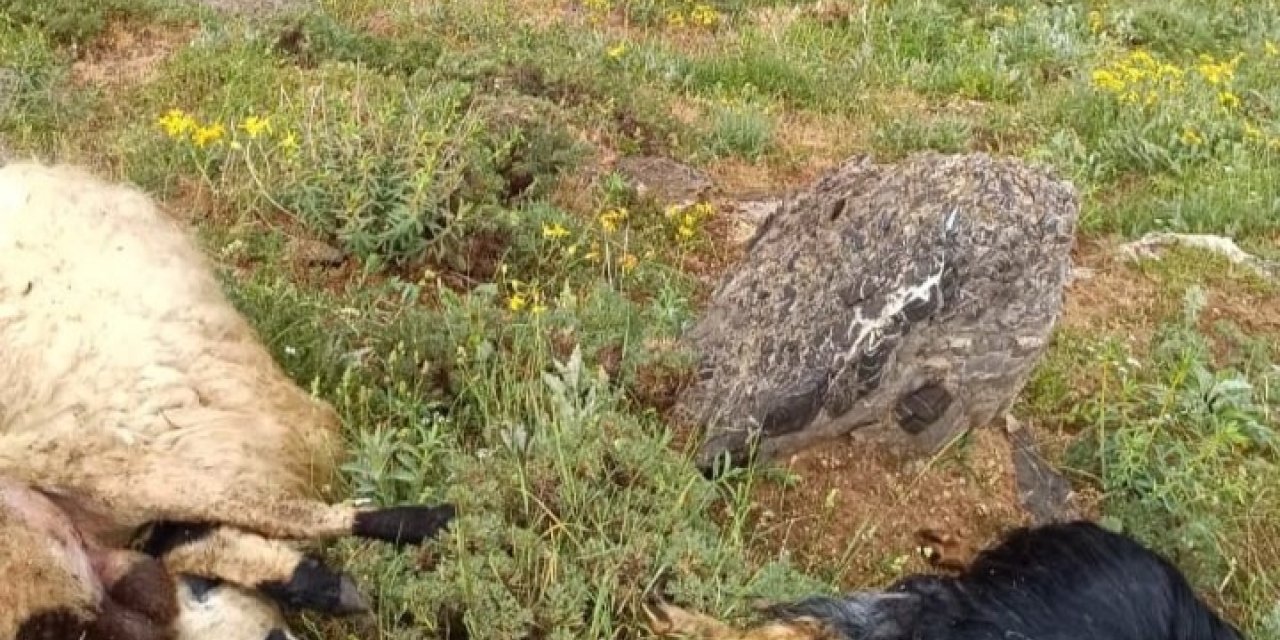 Sürüye yıldırım isabet etti, 23 küçükbaş hayvan telef oldu