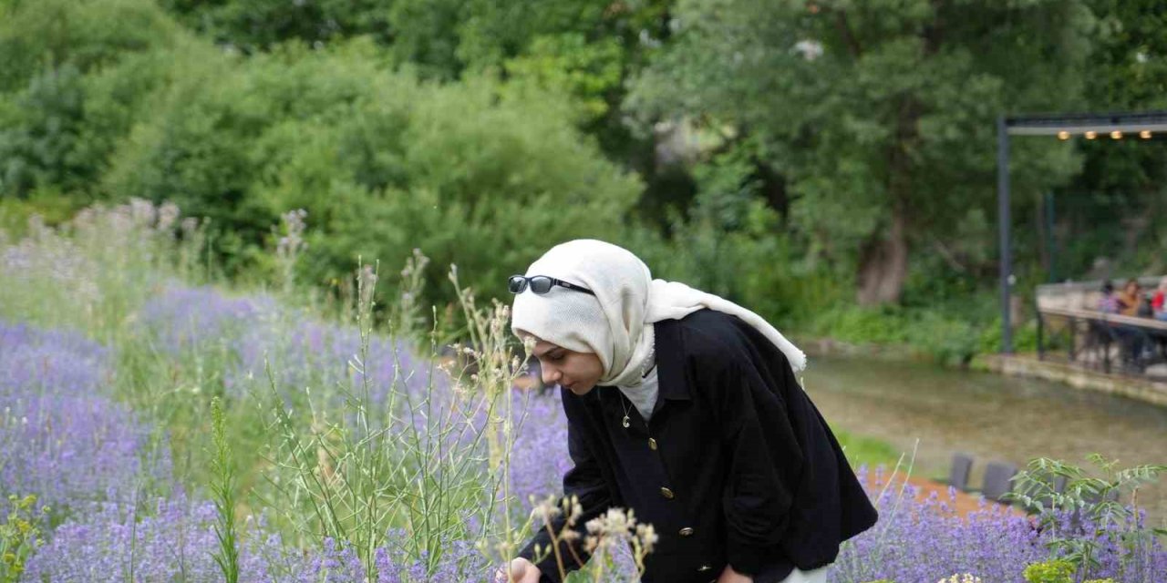 Erzincan’da lavanta üretimi için çalışmalarına devam ediyor