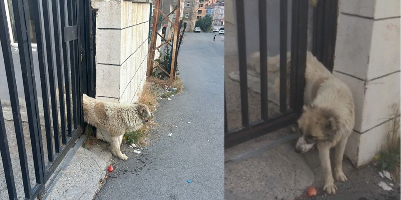 Korkuluklara sıkışan köpeği belediye ekipleri kurtardı