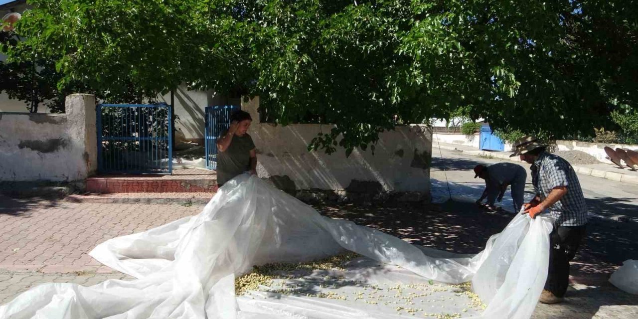 Malatya’da dutun pekmez yolcuğu başladı