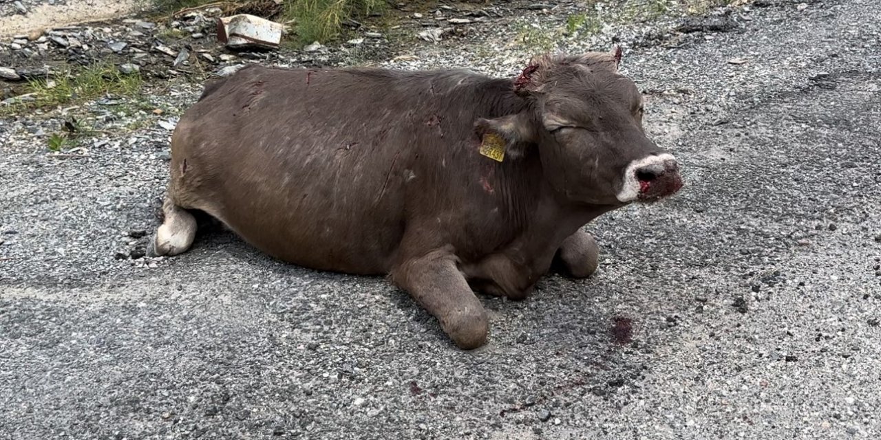 500 metrelik kayalıktan düşen inek ağır yaralandı