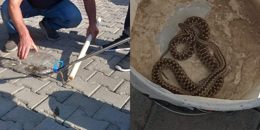 Kars’ta yakalanan yılan Doğa Koruma ekiplerine teslim edildi