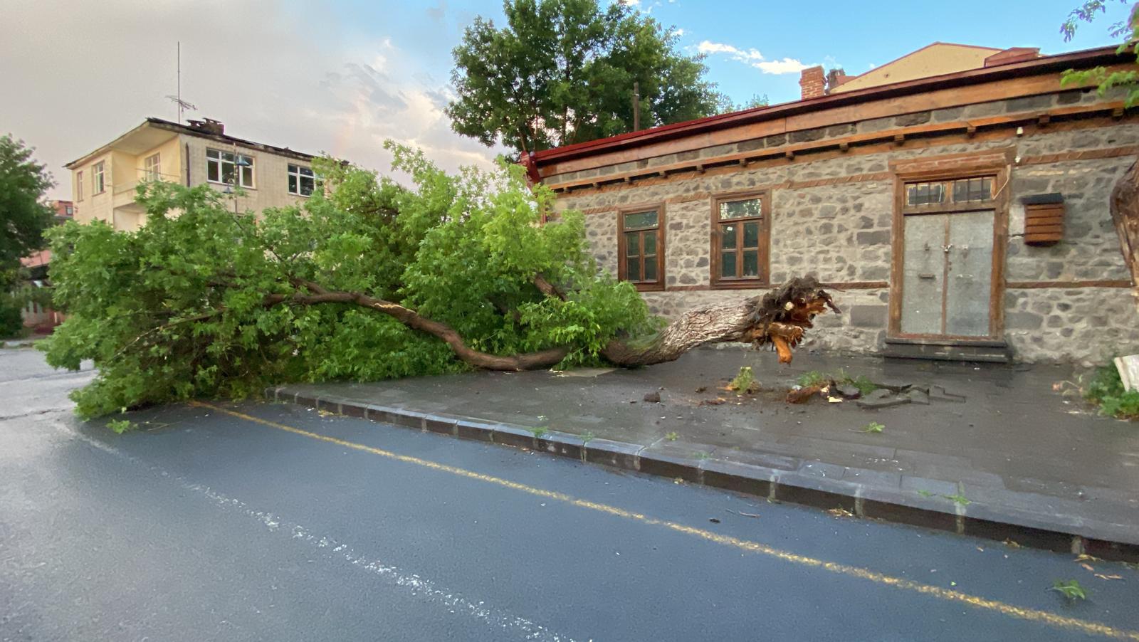 Kars’ta rüzgar ağacı kökünden söktü