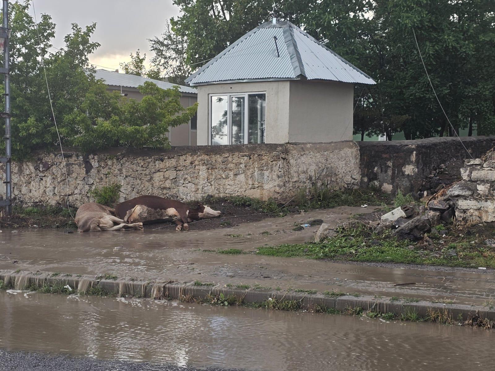 Elektrik teli koptu akıma kapılan iki hayvan telef oldu