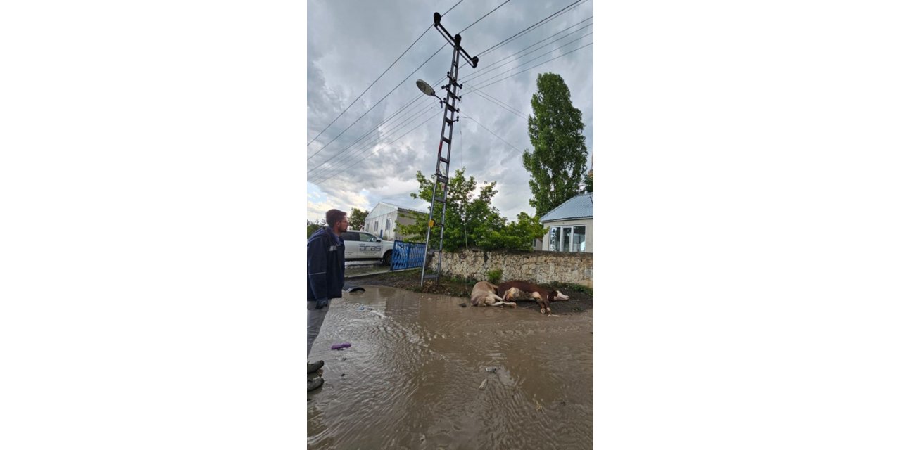 Kars’ta elektrik akımına kapılan 2 büyükbaş hayvan telef oldu