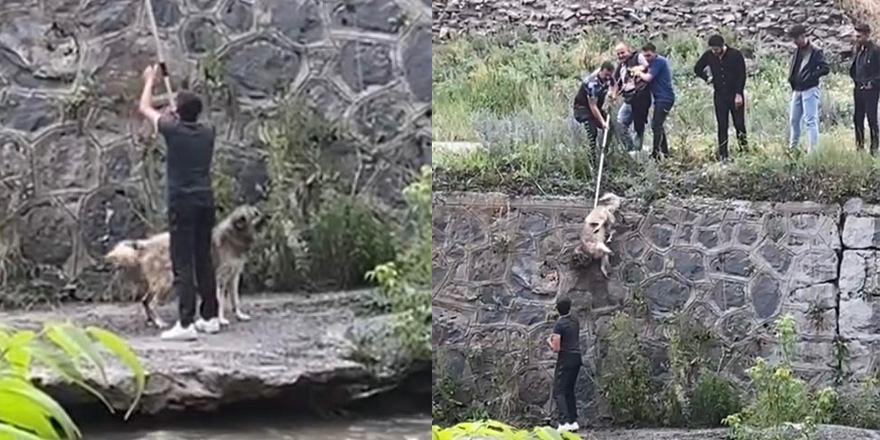 Kars Çayına düşen sokak köpeği böyle kurtarıldı