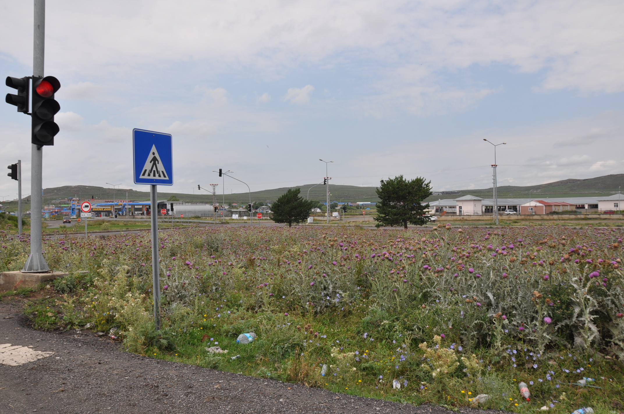 Uluslararası kara yolu kavşağını yabani otlar sardı