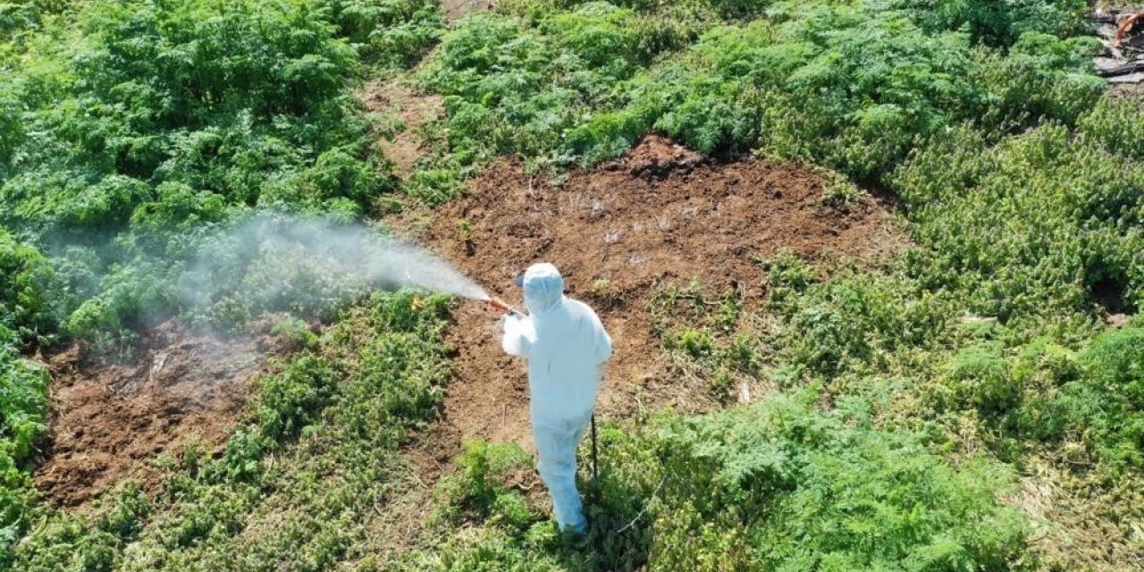 Aşırı sıcaklarda çıkan haşerelere karşı uzmanı uyardı