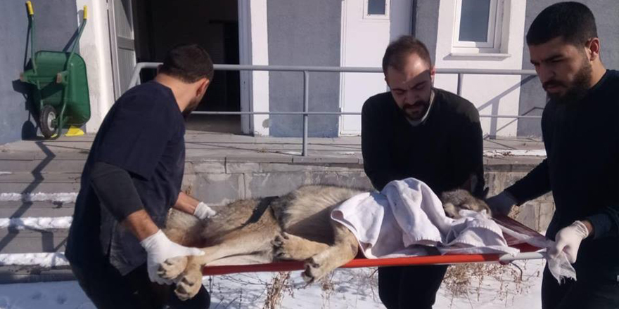 Ardahan'da bulunan yaralı kurt Kars’ta tedavi altına alındı