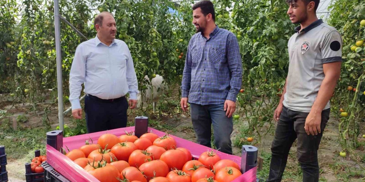 Erzincan domatesi çevre illerde sofraları süslüyor